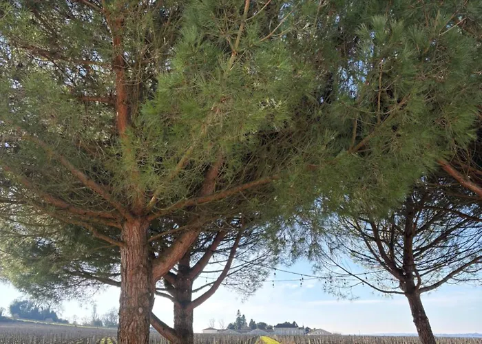 Clos Des Jacobins Bed & Breakfast Saint-Émilion